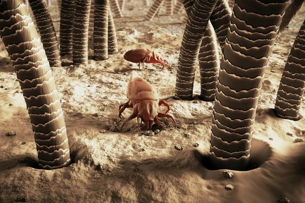 3d Render Of Dust Mite. Allergia casa Igiene letto — Foto Stock