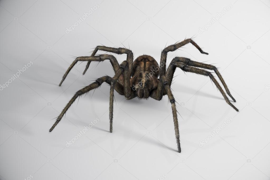 Big Crawling Spider.