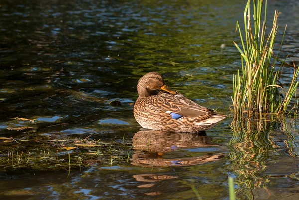 Duck on the lake wants to start swimming