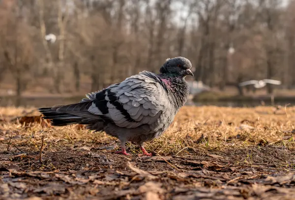 Duvan med ruggig fjädrar i parken våren. — Stockfoto