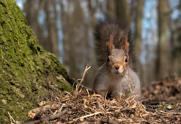 Squirrel dengan ekor lebat melihat fotografer. Close-up . — Stok Foto