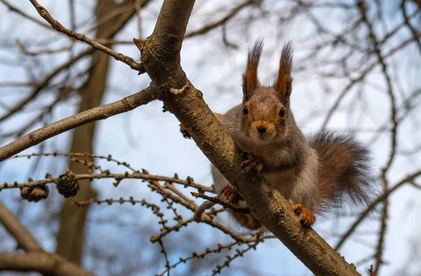 Squirrel duduk di cabang dan melihat fotografer. Close-up . — Stok Foto