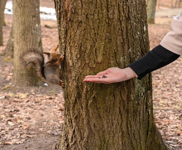 Tupai makan dengan tangannya. Musim semi di taman Gatchina . — Stok Foto