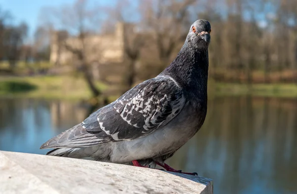 Duva på en bakgrund av sjön. — Stockfoto