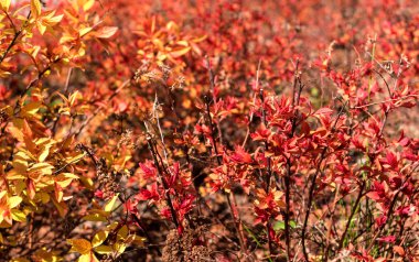 Physocarpus opulifolius - Mindia-. Yaprakları yaz çiçeklenme bakır-turuncu, mor.