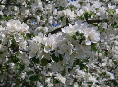 Çiçek açan elma ağacı