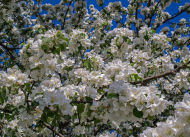 Çiçek açan elma ağacı
