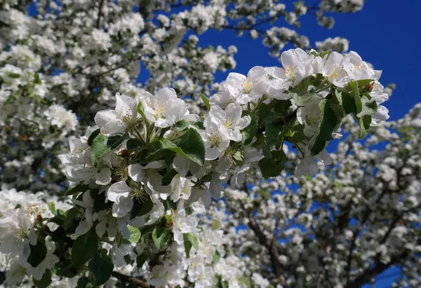 Blooming apple tree Royalty Free Stock Images