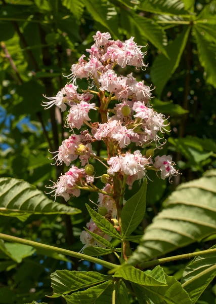 Flores de castanha -Castanea sativa- na primavera . — Fotografia de Stock