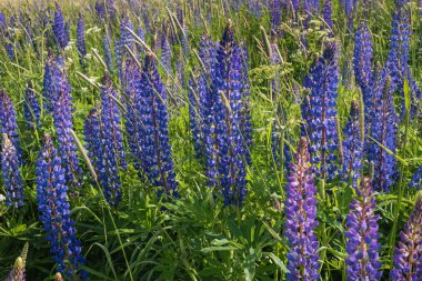 Mavi çiçekler Veronica. Alanında çiçeklerin.