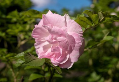 Bahçedeki güzel pembe gül.