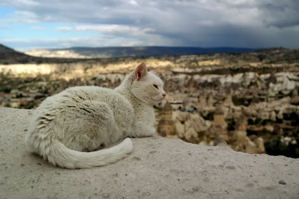 Witte kat — Stockfoto