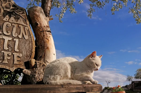 Witte kat — Stockfoto