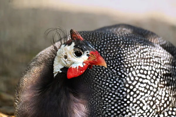 Guinea fowl — Stock Photo, Image