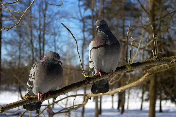 Dua blue-gray pigeon — Stok Foto