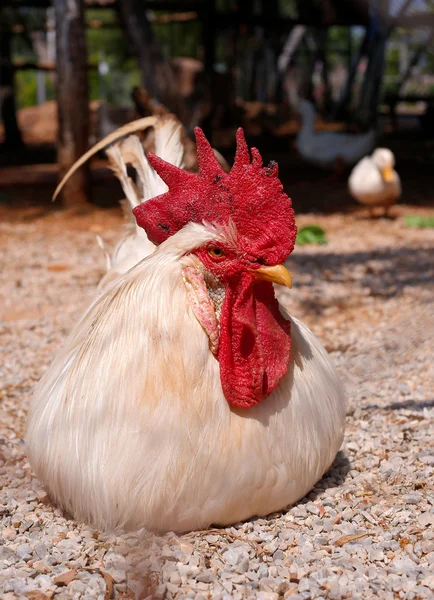 Cock lying — Stock Photo, Image