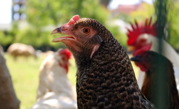 Young chicken — Stock Photo, Image