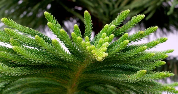 Ramo conífera verde exuberante — Fotografia de Stock