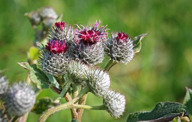 dulavratotu çiçekler