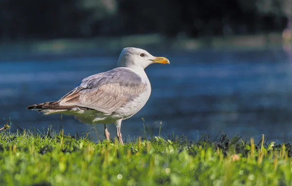 Fiskmås — Stockfoto