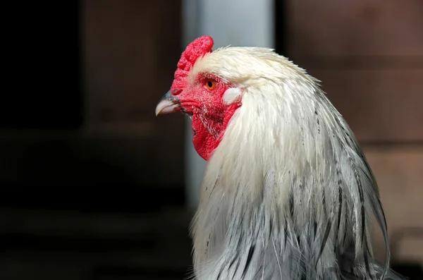 Chicken — Stock Photo, Image