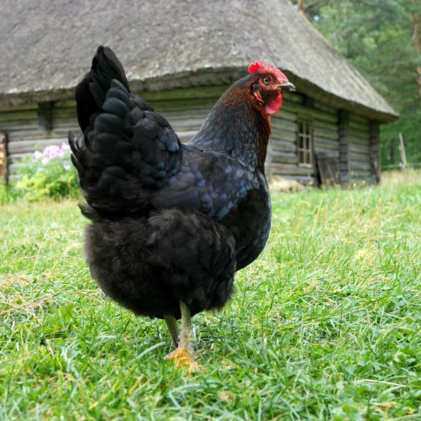 Chicken — Stock Photo, Image