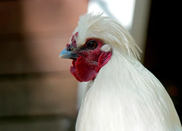 Chicken — Stock Photo, Image