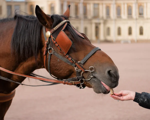 Alimentar um cavalo com as mãos — Fotografia de Stock