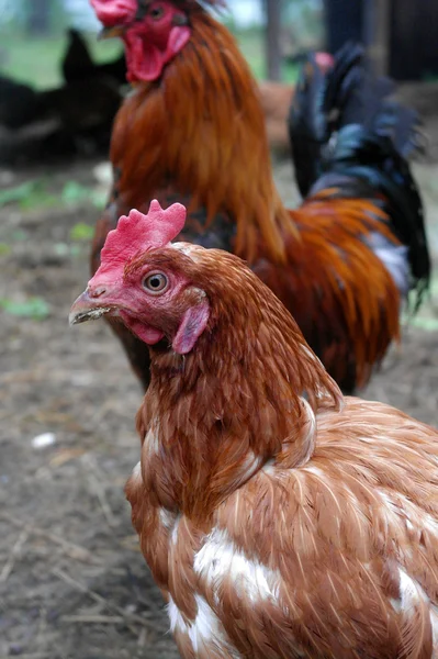 The head of a chicken — Stock Photo, Image