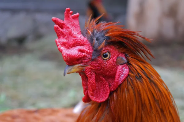 Bright red cock with a scallop — Stock Photo, Image