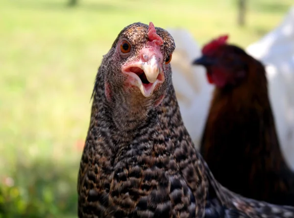 The head of a young chicken — Stock Photo, Image