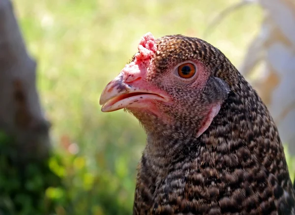 The head of a young chicken — Stock Photo, Image