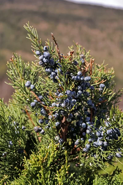 Arbusto de enebro con bayas de color azul oscuro de cerca — Foto de Stock