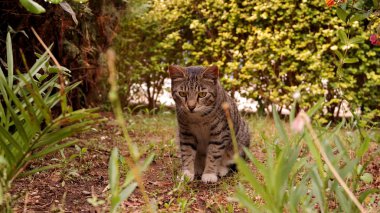 otların arasında oturan kedi