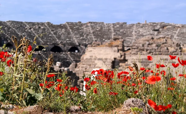 Coquelicots rouges près de l'ancien théâtre à Side, Turquie — Photo