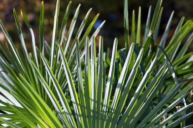  Palm dikey düzenlenmesi bırakır. F - 00008.