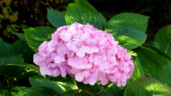 F - 00006.Hortensia suavemente rosada . — Foto de Stock
