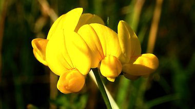 Sarı renk Lotus corniculatus yanan özgün kır çiçeği