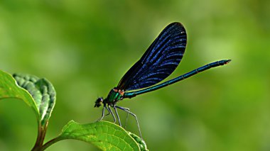 Odun parçası üzerinde dinlenme Calopteryx splendens erkek.