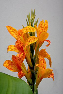Canna indica benekli-tr Avant-sarı, kırmızı, elit çeşitleri. 