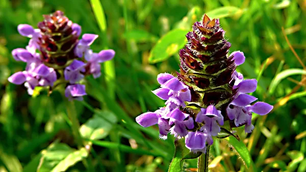 Dettaglio macro close-up Prunella vulgaris Labiatae per un flusso migliore — Foto Stock