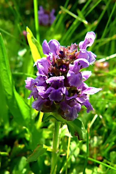 Dettaglio macro close-up Prunella vulgaris Labiatae per un flusso migliore — Foto Stock