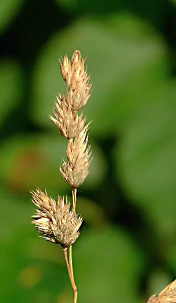 Lolium perenne oder mehrjähriges Weidelgras - lolium perenne cereals f — Stockfoto