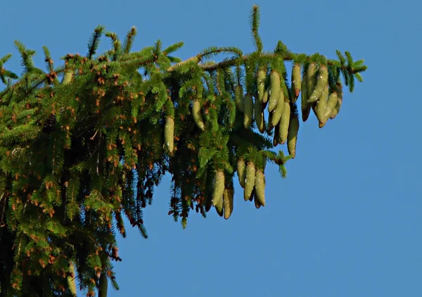 Rica cosecha de conos en el árbol, y los brotes jóvenes de pino —  Fotos de Stock