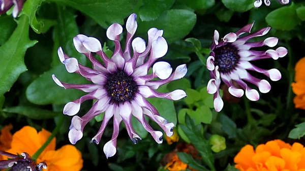 Vackra exotiska sydafrikanska dekorativ lila blomma Osteospe Stockbild