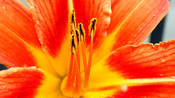 Del av Royal lily närbild makro stil. Royaltyfria Stockfoton