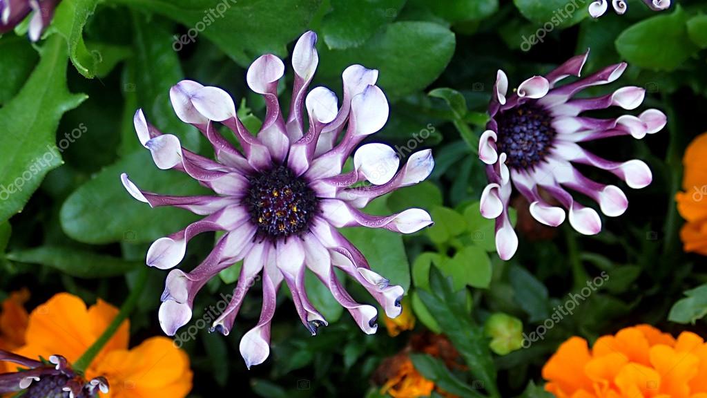 Beautiful Exotic South African Decorative Purple Flower Osteospe Stock Photo By C Kunstler1 81036952