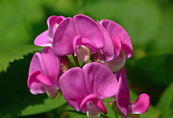 Een kleine boeket van sweet pea bloemen op een groene achtergrond. — Stockfoto