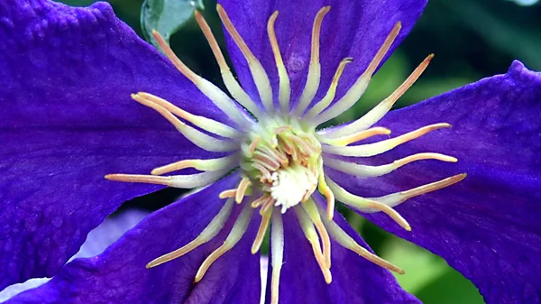 Clematis paarse bloem blauw Belle ranonkelfamilie. — Stockfoto