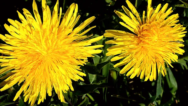 Dos flores de diente de león amarillo brillante en un prado en un fondo oscuro —  Fotos de Stock